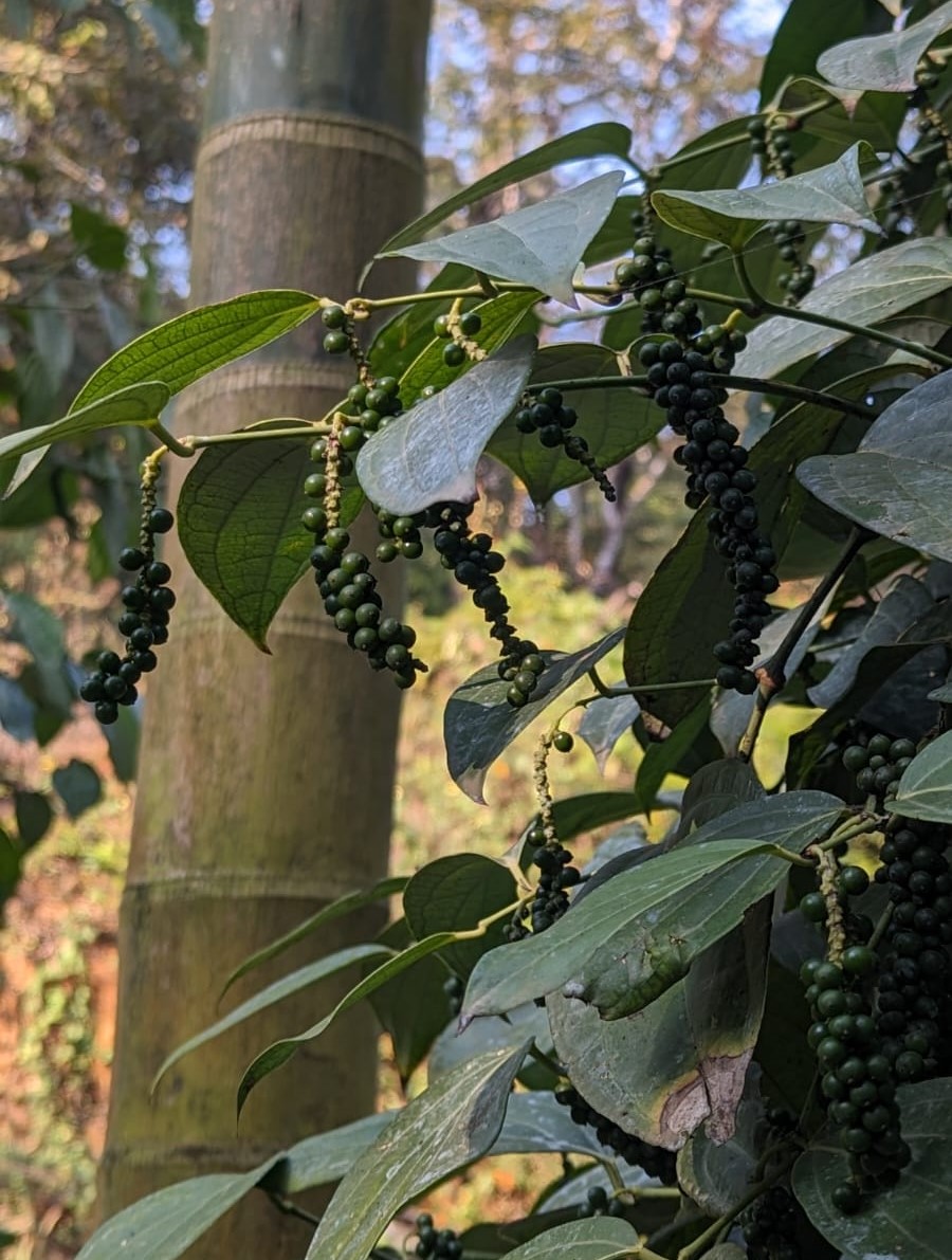 ಕರಿಮುಂಡ 1