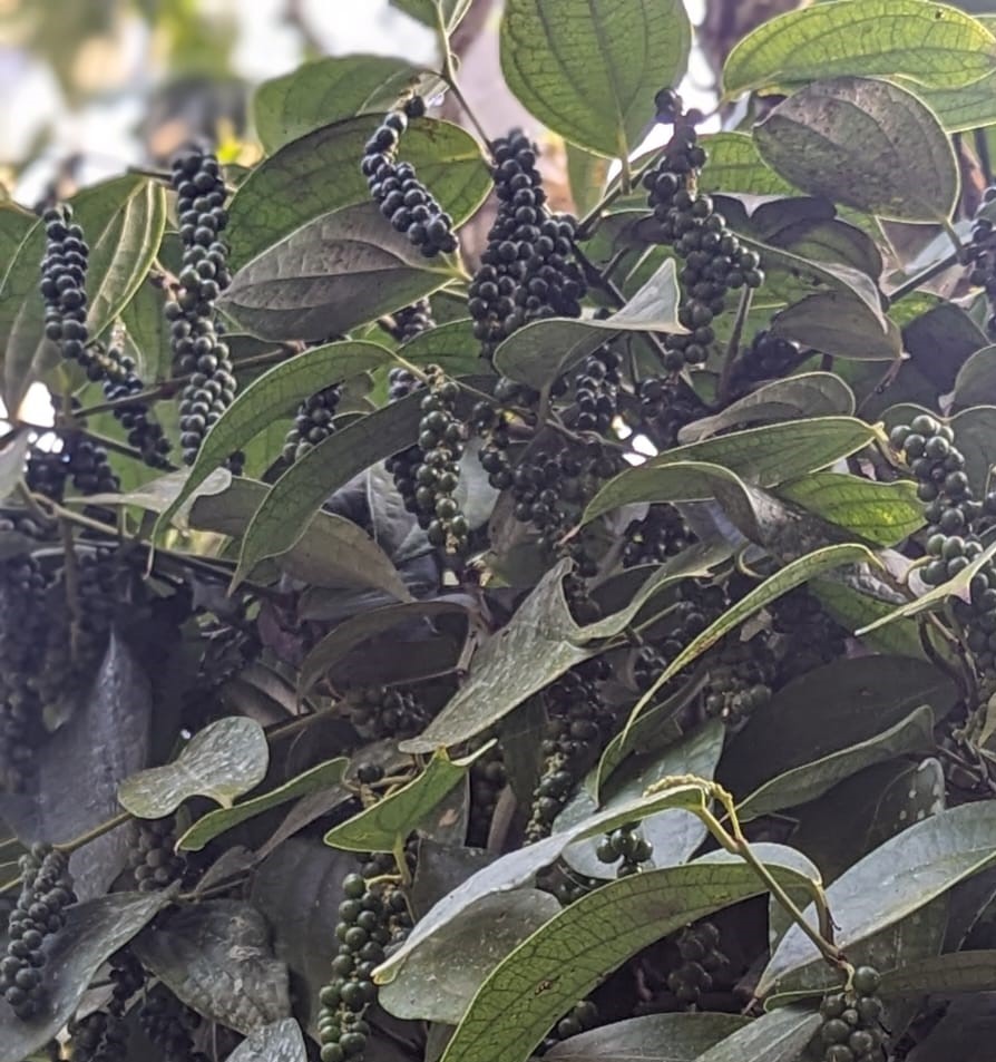 ಕರಿಮುಂಡ 2