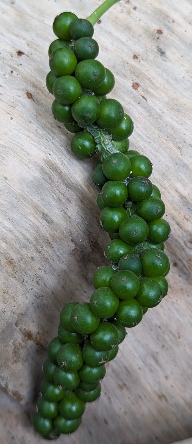 ಮಲ್ಲಿಸರ-1