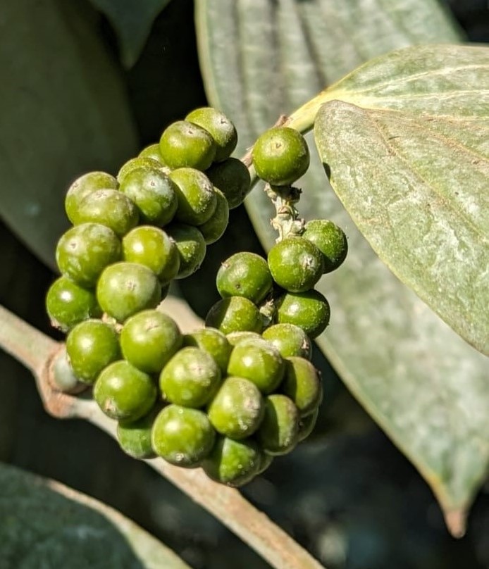 ಮಲ್ಲಿಸರ-2