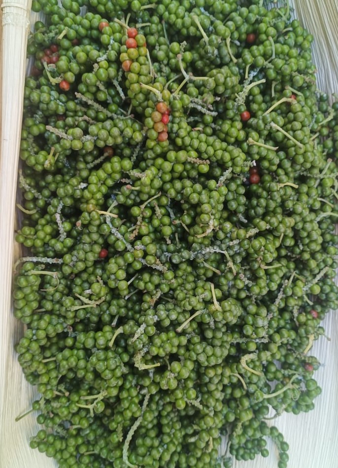 ಮಲ್ಲಿಸರ-3