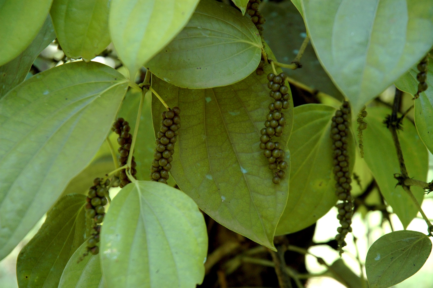 ಮಲ್ಲಿಸರ-2