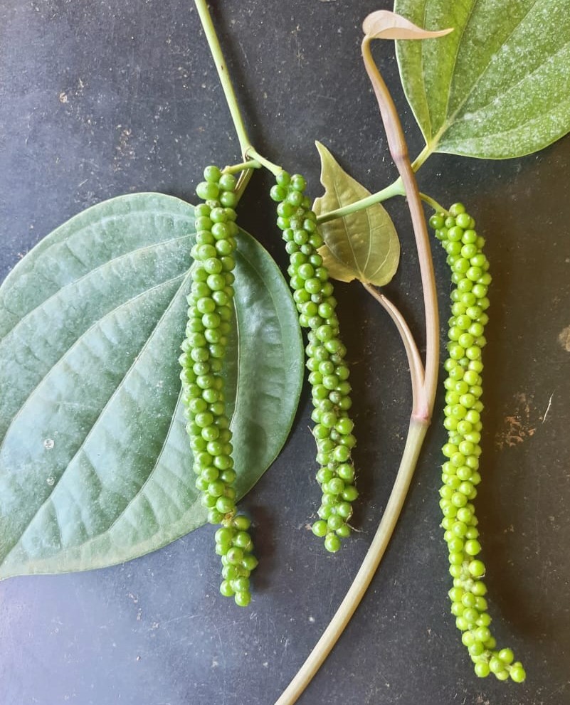 ಶಾಂಭವಿ