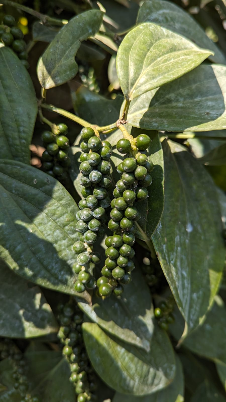 ಐ.ಐ.ಎಸ್.ಆರ್ - ತೇವಮ್